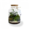 Grand terrarium tropical