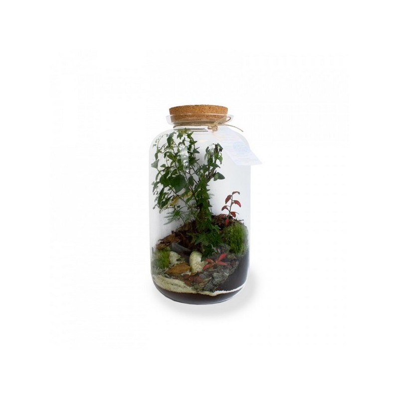 Terrarium tropical luxe