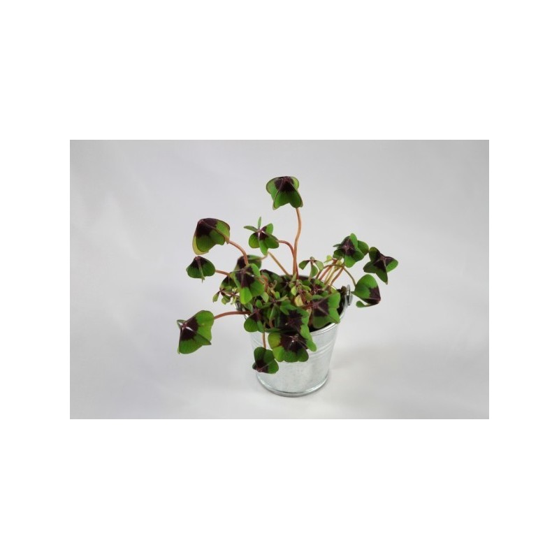 Trèfle à 4 feuilles poussé (pot zinc 6,5cm)