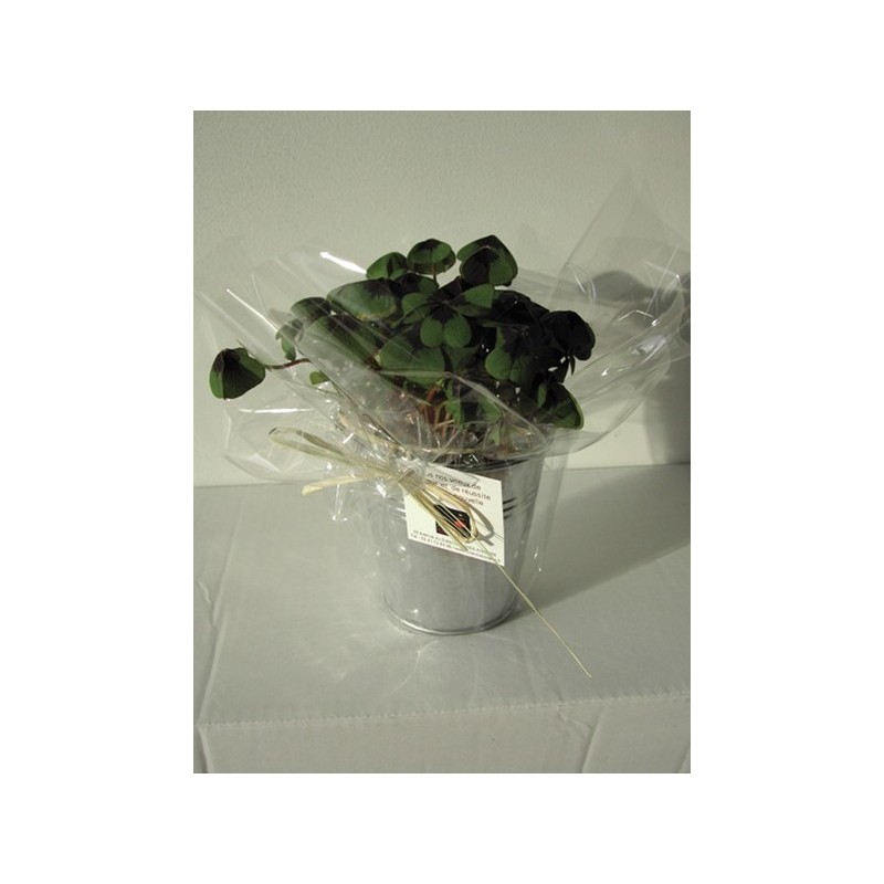Trèfle à 4 feuilles poussé (pot zinc 10cm)