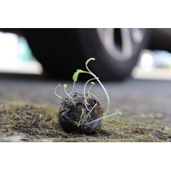 Bombe à graines en boîte