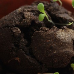Bombe à graines en boîte
