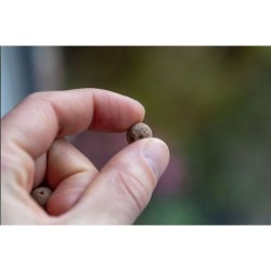 Green Balls mini-écosystème