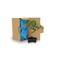 Bonsaï en carton