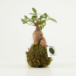 Bonsai en Kokedama