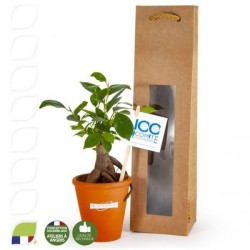 Bonsaï en pot terre cuite et sac prestige kraft