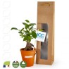 Bonsaï en pot terre cuite et sac prestige kraft