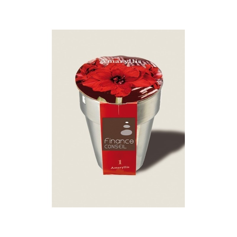 Bulbes de noël en pot argent