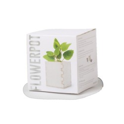 Pot de menthe avec cache-pot