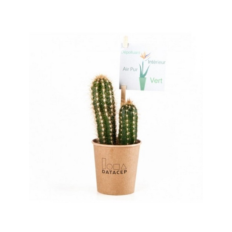 Cactus en gobelet carton