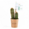 Cactus en gobelet carton