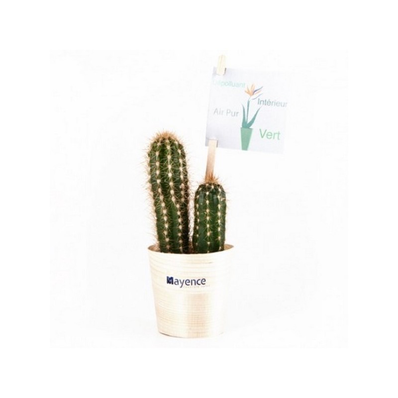 Cactus en pot bois