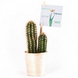 Cactus en pot bois