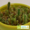 Graines cactus en sachet