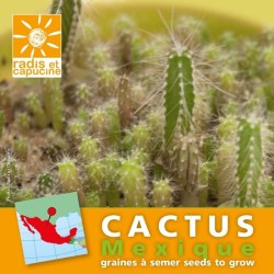 Graines cactus en sachet