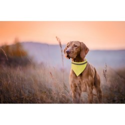 Collier réfléchissant pour chien - Bipols