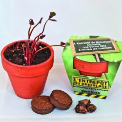Set de plantation - pot en terre cuite 8cm