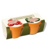 Set de plantation - pot en terre cuite 6cm