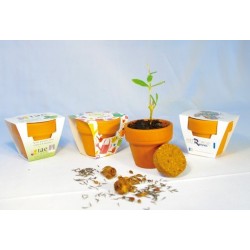 Set de plantation - pot en terre cuite 6cm