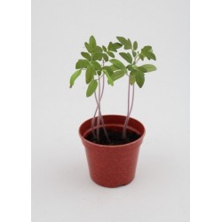 Kit de plantation coloré