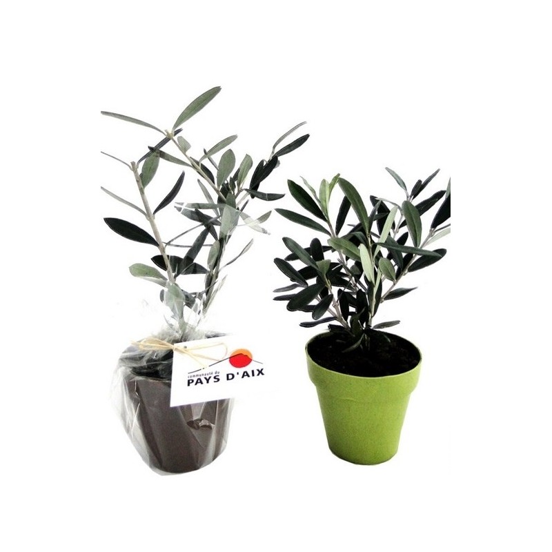 Plant d'arbre en pot Fibre de Bambou 10 cm -Prestige