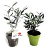 Plant d'arbre en pot Fibre de Bambou 10 cm -Prestige