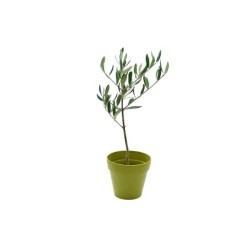 Plant d'arbre en pot Fibre de Bambou 10 cm -Prestige