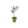 Plant d'arbre en pot Fibre de Bambou 10 cm -Prestige