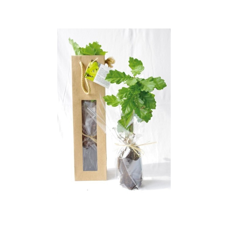 Plant d'arbre en sac kraft - Résineux