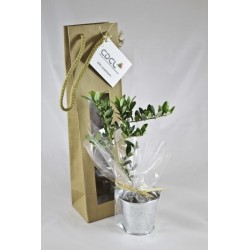 Plant d'arbre en sac kraft - Résineux