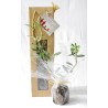 Plant d'arbre en sac kraft - Résineux