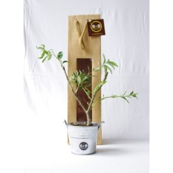 Plant d'arbre en sac kraft - Résineux