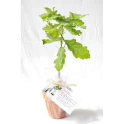 Plant d'arbre en pot terre cuite - Résineux