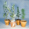 Plant d'arbre en pot terre cuite - Prestige