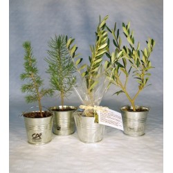Plant d'arbre en pot zinc - Résineux