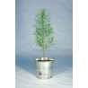 Plant d'arbre en pot zinc - Prestige