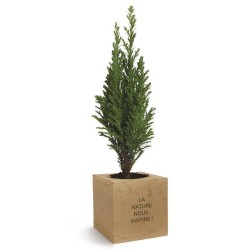Cube en bois avec un arbre : sapin, palmier, olivier, buis