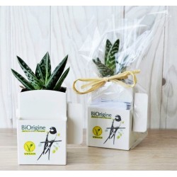 Plante dépolluante pour ordinateur de bureau