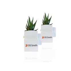 Plante dépolluante pour ordinateur de bureau