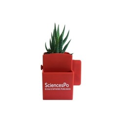 Plante dépolluante pour ordinateur de bureau