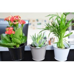 Pot en zinc aimanté avec plante dépolluante