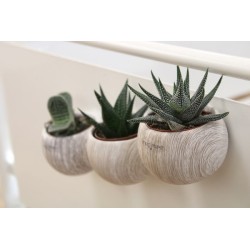 Plante dépolluante en pot magnétique boule