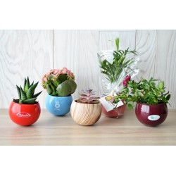 Plante dépolluante en pot céramique aimanté