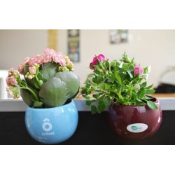 Plante dépolluante en pot céramique aimanté