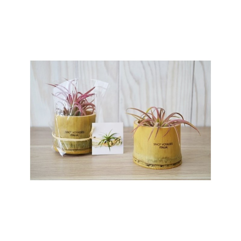 Plante déco dépolluante Tillandsia pot bambou