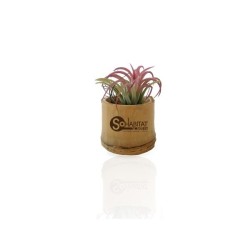 Plante déco dépolluante Tillandsia pot bambou