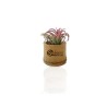 Plante déco dépolluante Tillandsia pot bambou