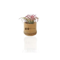 Plante déco dépolluante Tillandsia pot bambou