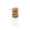 Plante déco dépolluante Tillandsia pot bambou