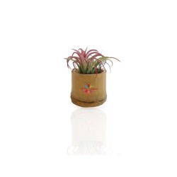 Plante déco dépolluante Tillandsia pot bambou